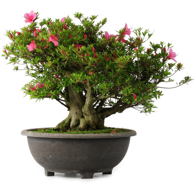 Rhododendron indicum Osakazuki, 42 cm, ± 30 Jahre alt