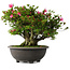 Rhododendron indicum Osakazuki, 42 cm, ± 30 jaar oud