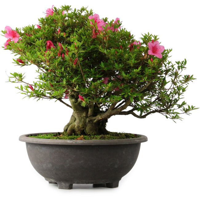 Rhododendron indicum Osakazuki, 42 cm, ± 30 years old