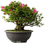 Rhododendron indicum Osakazuki, 42 cm, ± 30 jaar oud