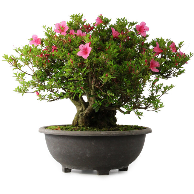 Rhododendron indicum Osakazuki, 42 cm, ± 30 Jahre alt