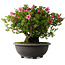 Rhododendron indicum Osakazuki, 42 cm, ± 30 jaar oud