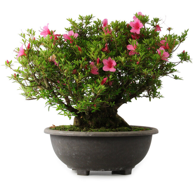 Rhododendron indicum Osakazuki, 42 cm, ± 30 Jahre alt