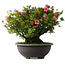 Rhododendron indicum Osakazuki, 42 cm, ± 30 jaar oud