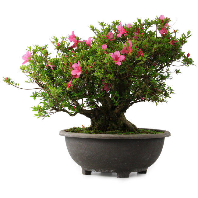 Rhododendron indicum Osakazuki, 42 cm, ± 30 Jahre alt