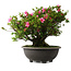 Rhododendron indicum Osakazuki, 42 cm, ± 30 jaar oud