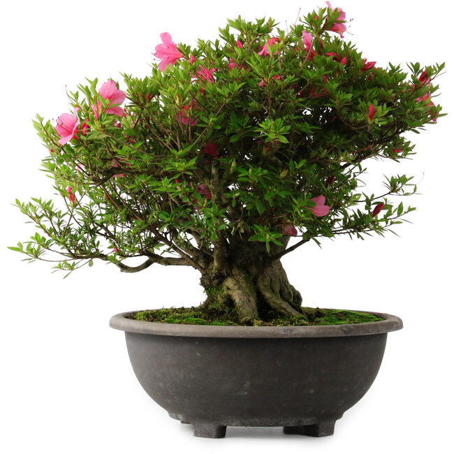 Rhododendron indicum Osakazuki, 42 cm, ± 30 Jahre alt