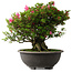Rhododendron indicum Osakazuki, 42 cm, ± 30 jaar oud