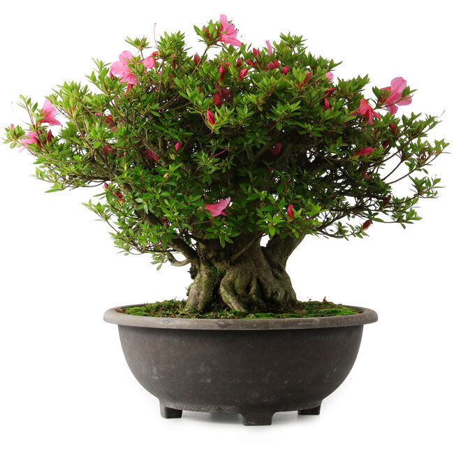 Rhododendron indicum Osakazuki, 42 cm, ± 30 Jahre alt