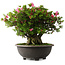 Rhododendron indicum Osakazuki, 42 cm, ± 30 jaar oud