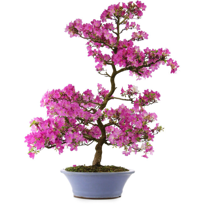 Rhododendron indicum Kaminoyamakomach, 107 cm, ± 30 years old