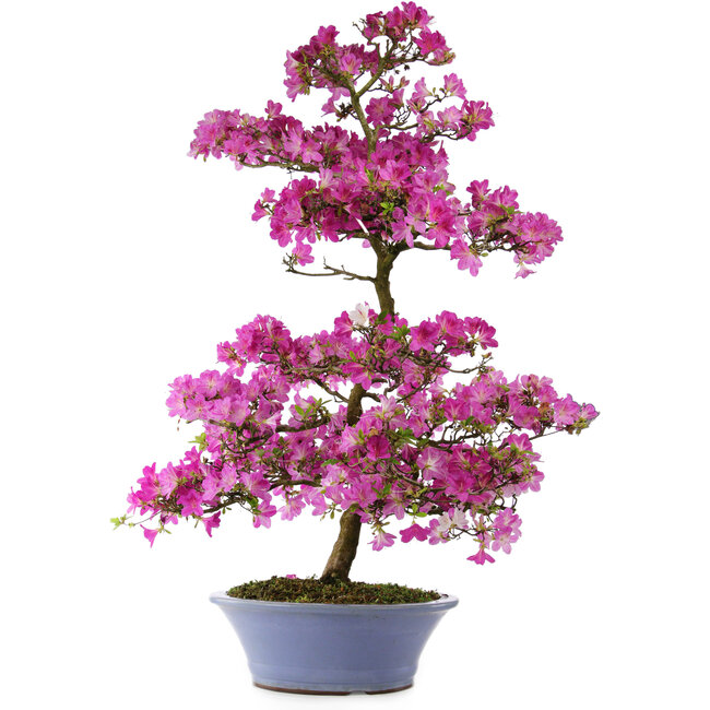 Rhododendron indicum Kaminoyamakomach, 107 cm, ± 30 Jahre alt