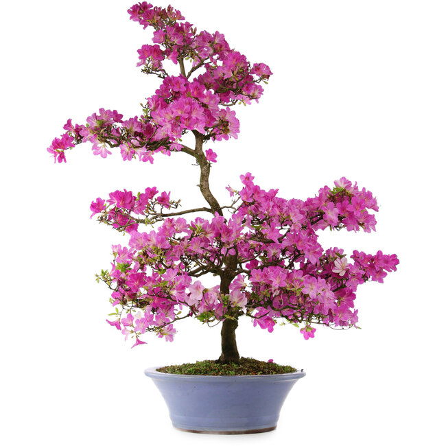 Rhododendron indicum Kaminoyamakomach, 107 cm, ± 30 years old