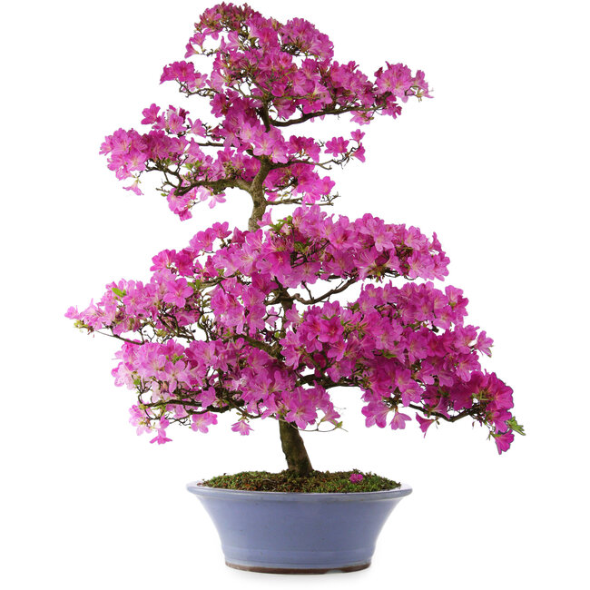 Rhododendron indicum Kaminoyamakomach, 107 cm, ± 30 Jahre alt