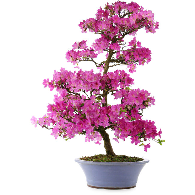 Rhododendron indicum Kaminoyamakomach, 107 cm, ± 30 Jahre alt