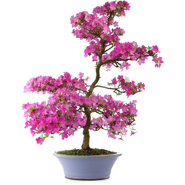 Rhododendron indicum Kaminoyamakomach, 107 cm, ± 30 years old