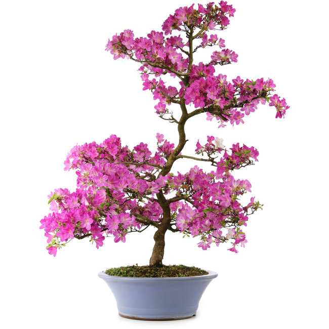 Rhododendron indicum Kaminoyamakomach, 107 cm, ± 30 years old