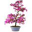 Rhododendron indicum Kaminoyamakomach, 10,7 cm, ± 30 Jahre alt