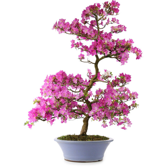 Rhododendron indicum Kaminoyamakomach, 107 cm, ± 30 Jahre alt