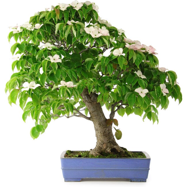 Cornus kousa, 73 cm, ± 25 jaar oud