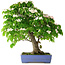 Cornus kousa, 73 cm, ± 25 jaar oud