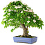 Cornus kousa, 73 cm, ± 25 jaar oud