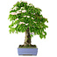 Cornus kousa, 73 cm, ± 25 jaar oud