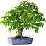 Cornus kousa, 73 cm, ± 25 jaar oud