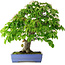 Cornus kousa, 73 cm, ± 25 jaar oud
