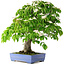 Cornus kousa, 73 cm, ± 25 jaar oud