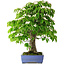 Cornus kousa, 73 cm, ± 25 jaar oud