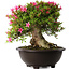 Rhododendron indicum Korin, 43 cm, ± 30 jaar oud