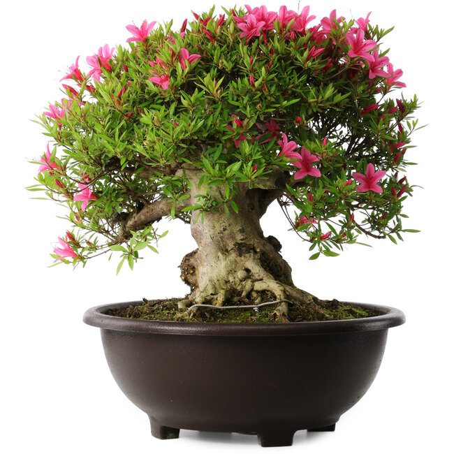 Rhododendron indicum Korin, 43 cm, ± 30 Jahre alt