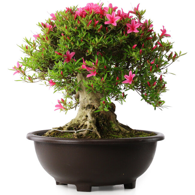 Rhododendron indicum Korin, 43 cm, ± 30 years old