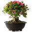 Rhododendron indicum Korin, 43 cm, ± 30 jaar oud