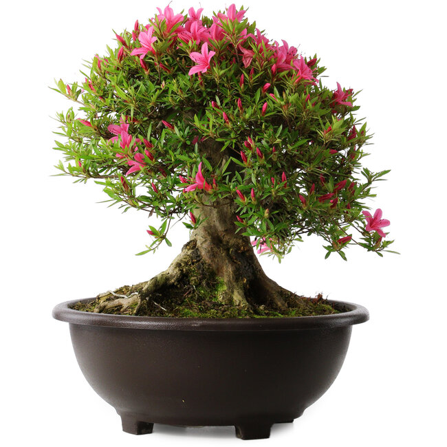 Rhododendron indicum Korin, 43 cm, ± 30 years old