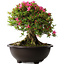 Rhododendron indicum Korin, 43 cm, ± 30 jaar oud
