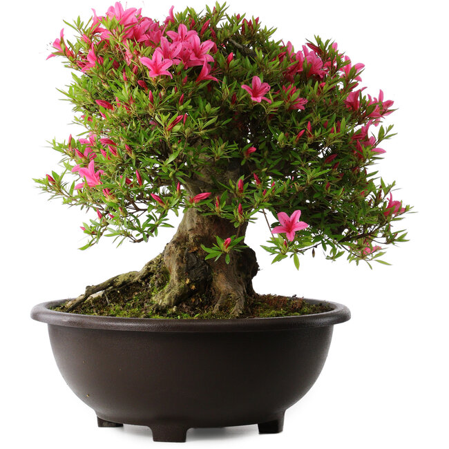 Rhododendron indicum Korin, 43 cm, ± 30 Jahre alt