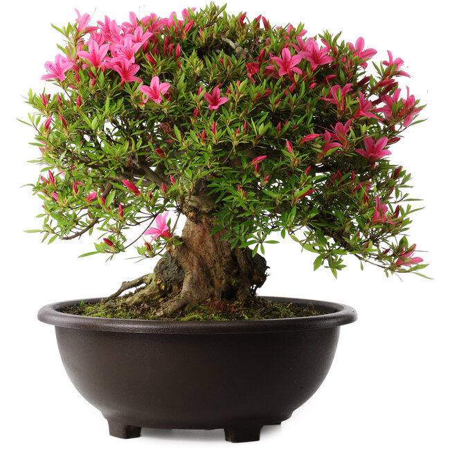 Rhododendron indicum Korin, 43 cm, ± 30 Jahre alt