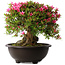 Rhododendron indicum Korin, 43 cm, ± 30 jaar oud