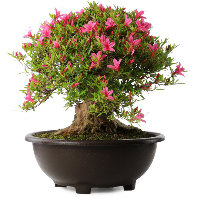 Rhododendron indicum Korin, 43 cm, ± 30 Jahre alt