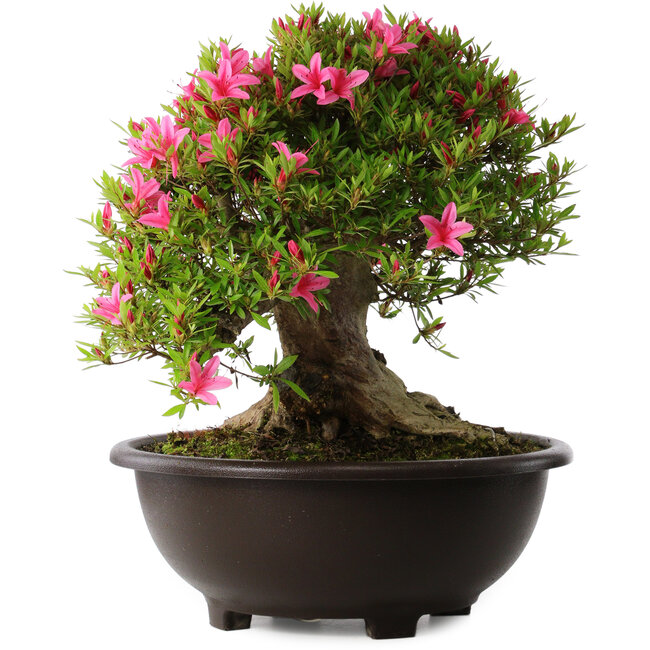 Rhododendron indicum Korin, 43 cm, ± 30 Jahre alt