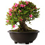 Rhododendron indicum Korin, 43 cm, ± 30 jaar oud