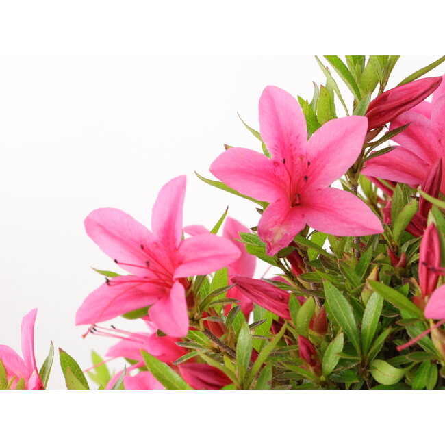 Rhododendron indicum Korin, 43 cm, ± 30 Jahre alt