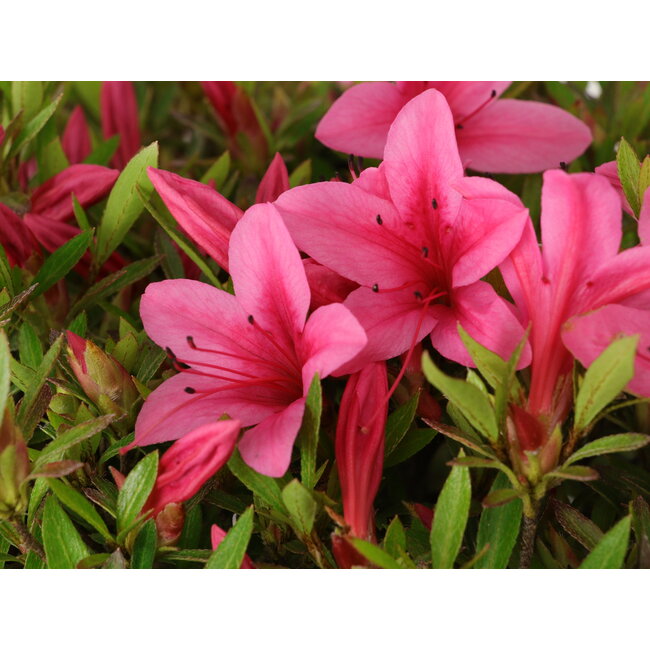 Rhododendron indicum Korin, 43 cm, ± 30 Jahre alt