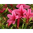 Rhododendron indicum Korin, 43 cm, ± 30 jaar oud