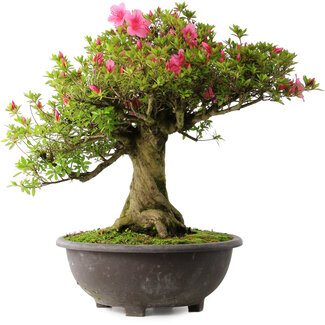 Rhododendron indicum Osakazuki, 56 cm, ± 30 jaar oud