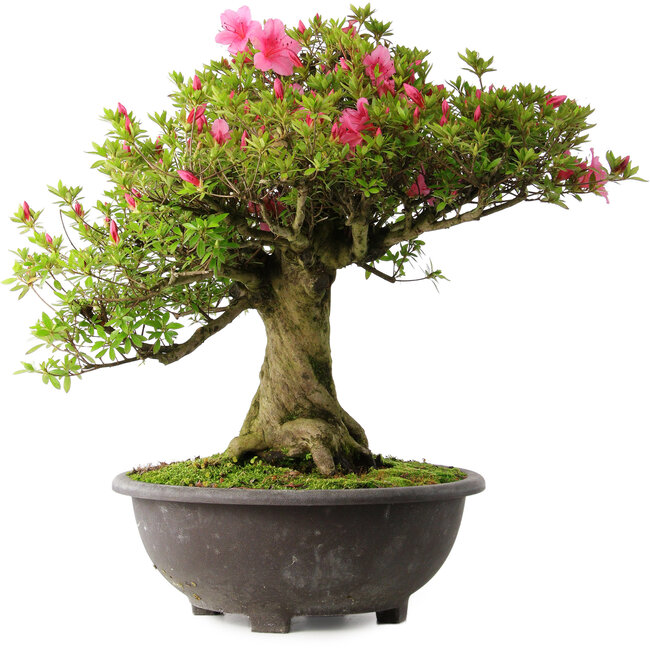 Rhododendron indicum Osakazuki, 56 cm, ± 30 jaar oud