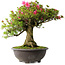 Rhododendron indicum Osakazuki, 56 cm, ± 30 jaar oud