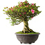 Rhododendron indicum Osakazuki, 56 cm, ± 30 jaar oud